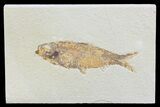 Knightia Fossil Fish - Wyoming #74124-1